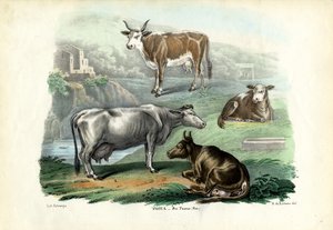 牛、1863-79 作： Raimundo Petraroja